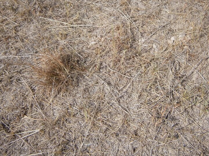 Pasture in drought (Phot credit: Bethany Johnston)