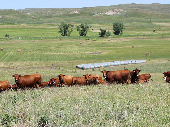 The Western Rangeland Livestock Center research will take place at the Gudmunsen Sandhills Laboratory (pictured) and other cooperative Nebraska ranches, including the Barta Brothers Ranch, as well as the West Central Research, Extension and Education Center and the Panhandle Research and Extension Center.