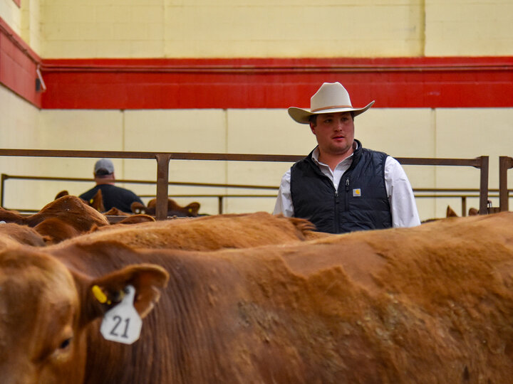 A student looking over the bulls at the 2025 Nebraska Bull Sale