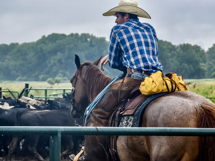 A pen rider monitoring cattle at a feedlot