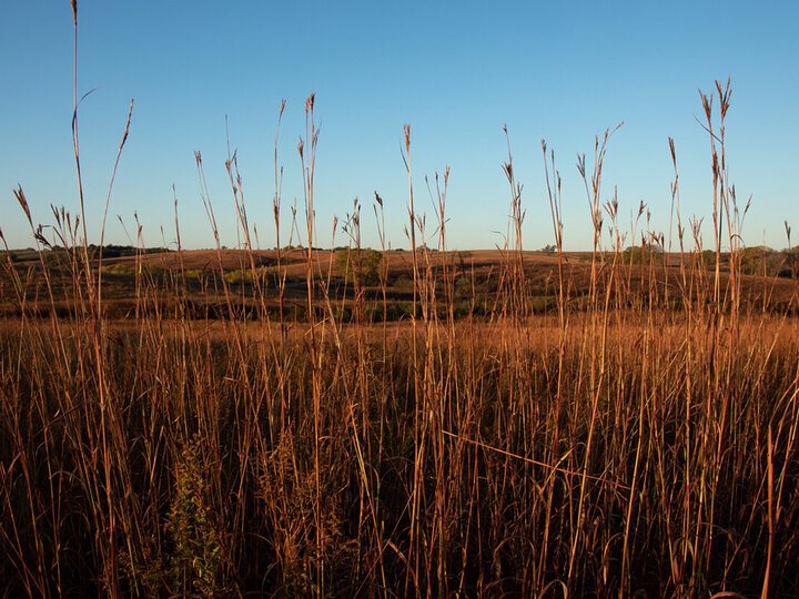 pasture