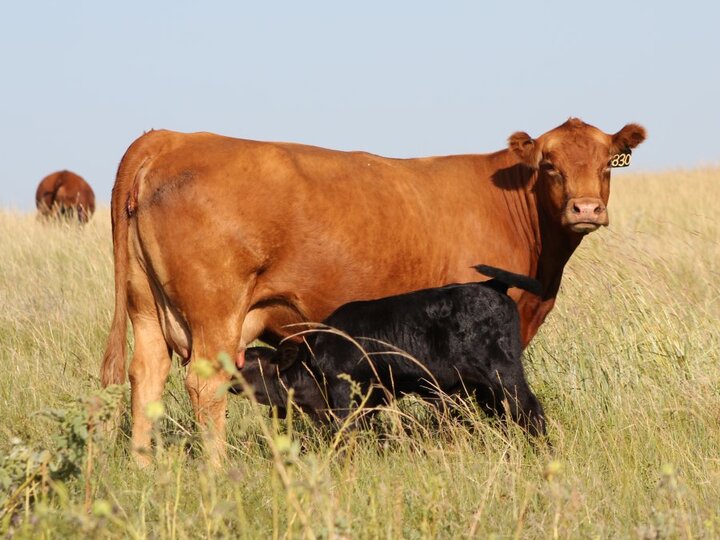 Red cow with black calf in pasture