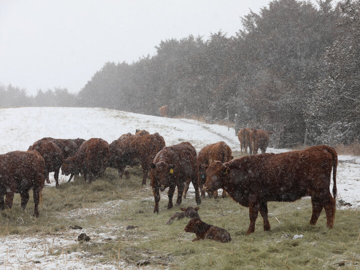 Cows and calves feeding in the snow