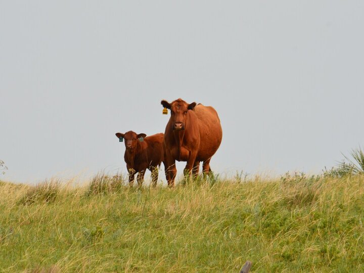 Cow and calf in the pasture