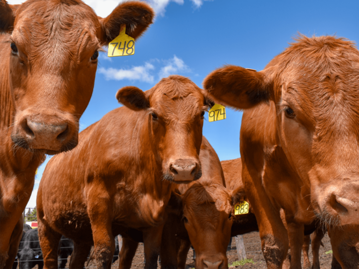 cattle