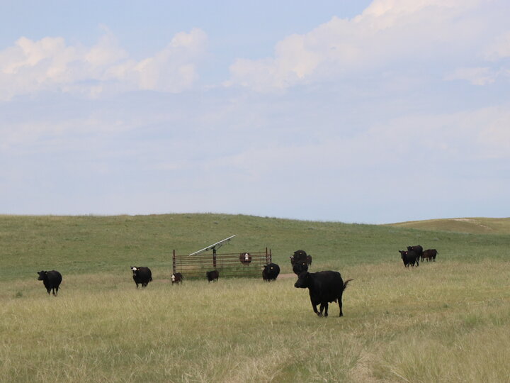 Black cows in pasture