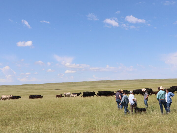 Group of people on a ranch tour looking at a pasture of black cows. 
