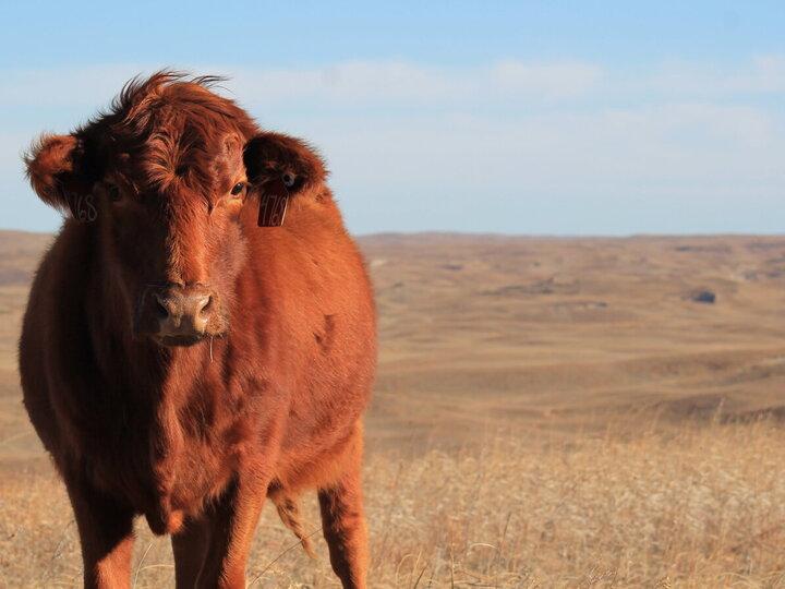 cattle in a pasture