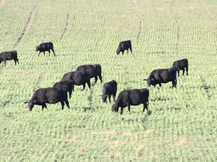 cows grazing wheat