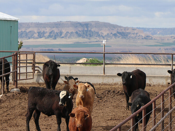 Panhandle Research Feedlot