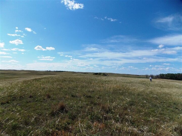 Grasslands can hold poison plants to grazing animals.