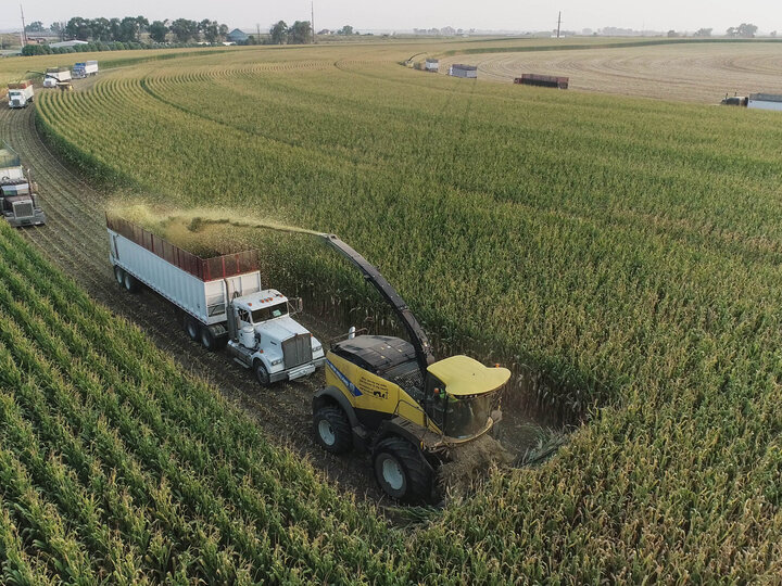 Silage chopping