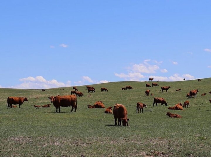 Cows grazing on rangeland