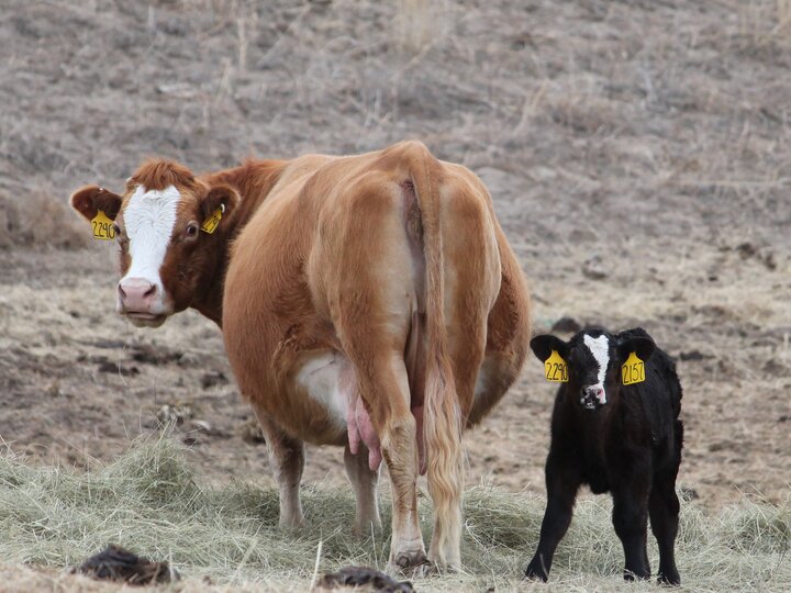 A cow and her calf eat hay.