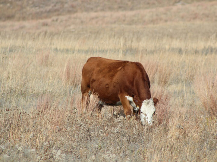 Cow grazing in a field