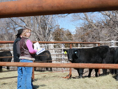 Buyers looking at a pen of bulls for sale. 