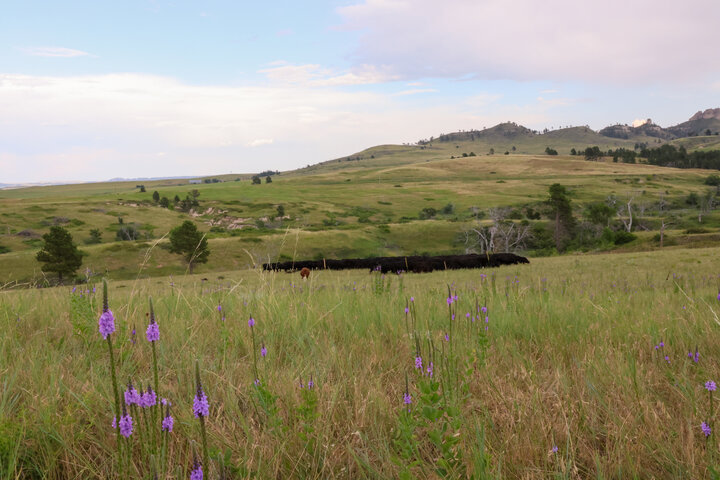 Cows grazing