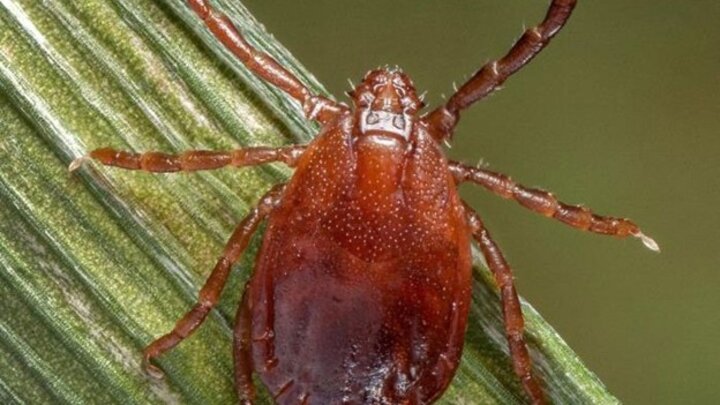 A brown Asian Longhorned Tick