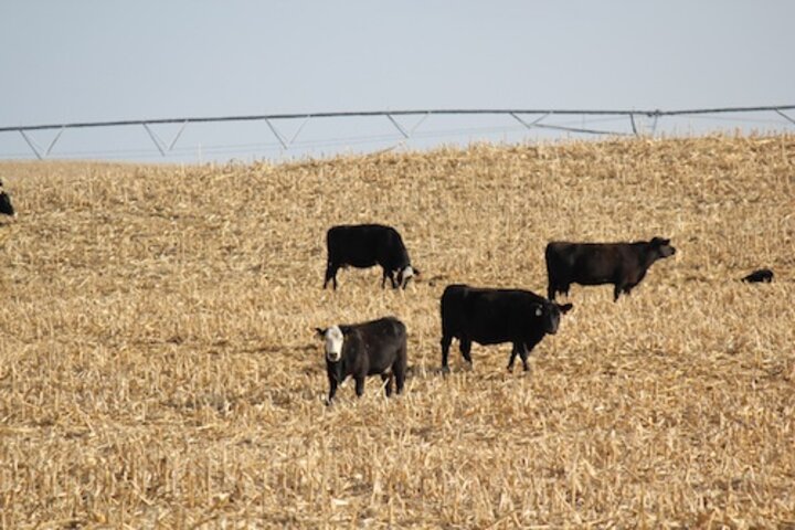 Cattle grazing on residue