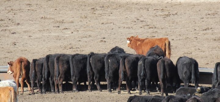 Cattle by-product feeding
