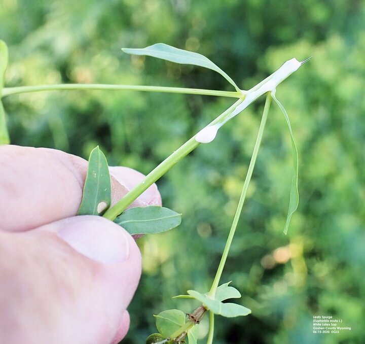 Leafy spurge sap
