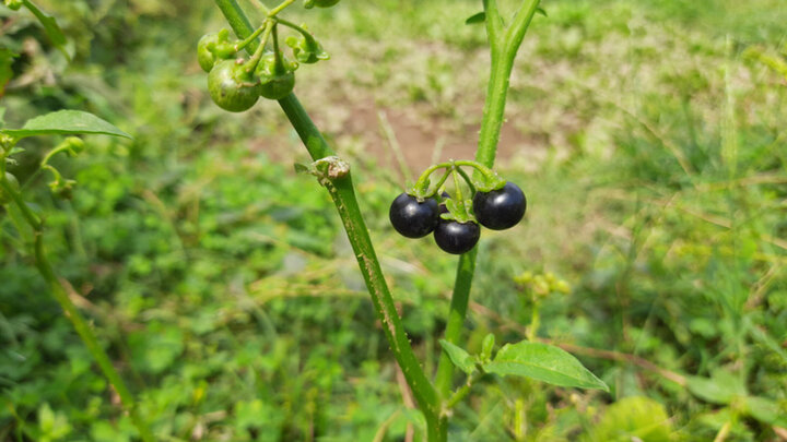 Black nightshade- poisonous to cattle grazing