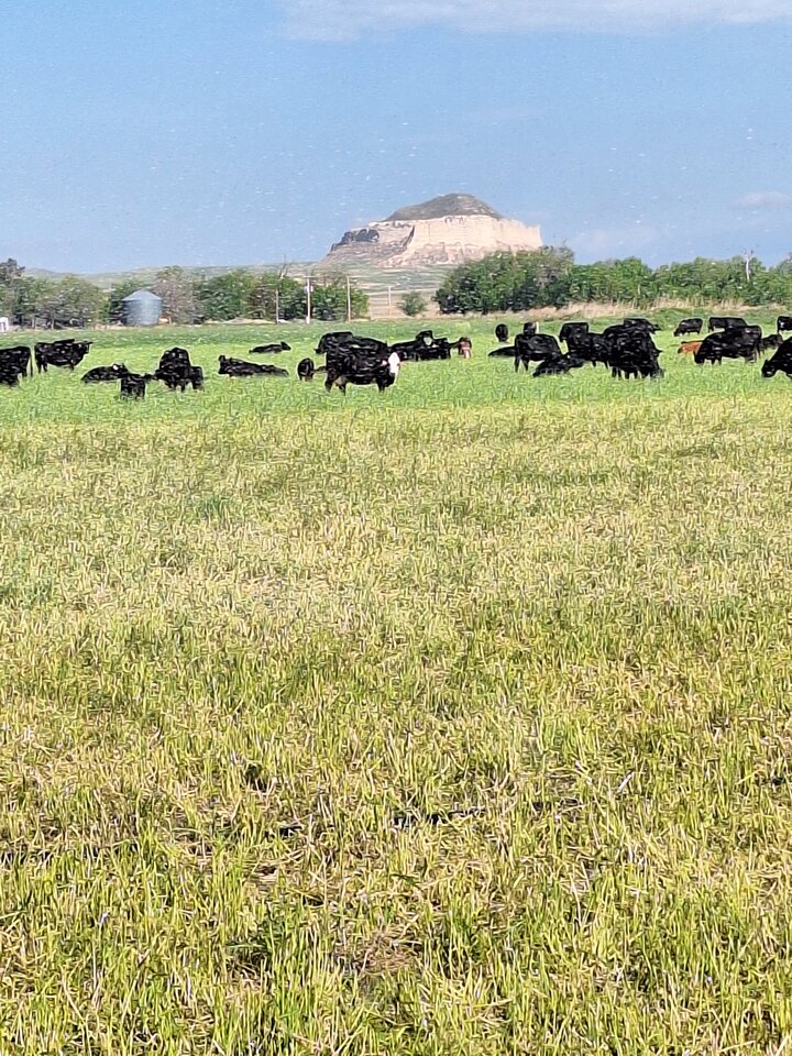 Cattle grazing grass in western Nebraska