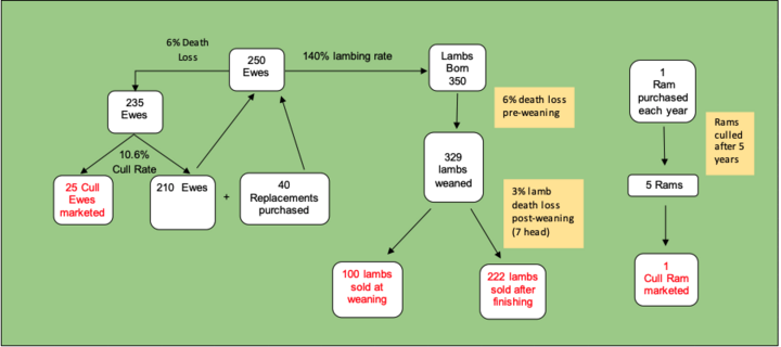 Sheep production flow chart