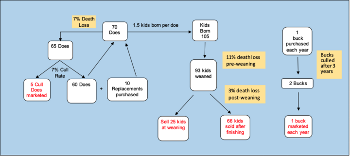 Meat goat production flowchart