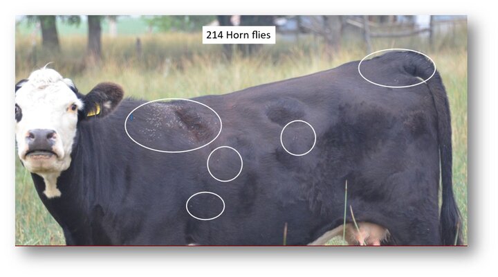 214 horn flies on the side of an animal- over the economic threshhold.