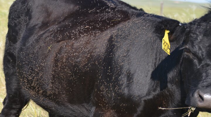214 horn flies on the side of an animal- over the economic threshhold.