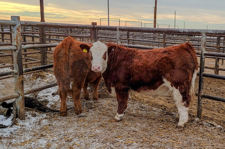 4H steers