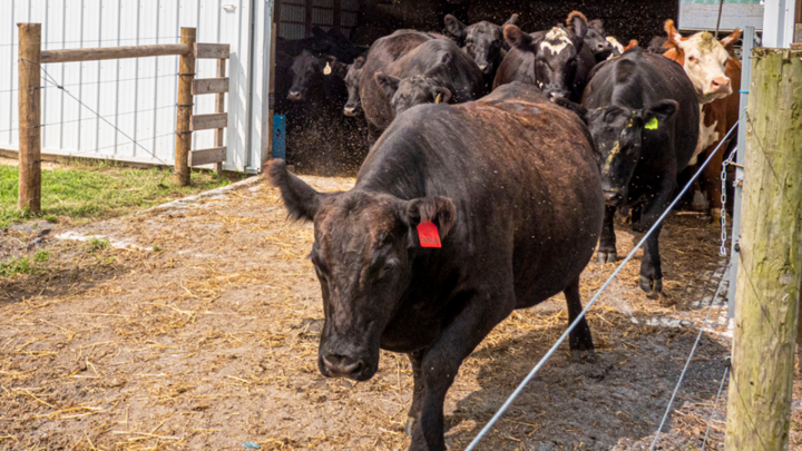 cattle moving through pen