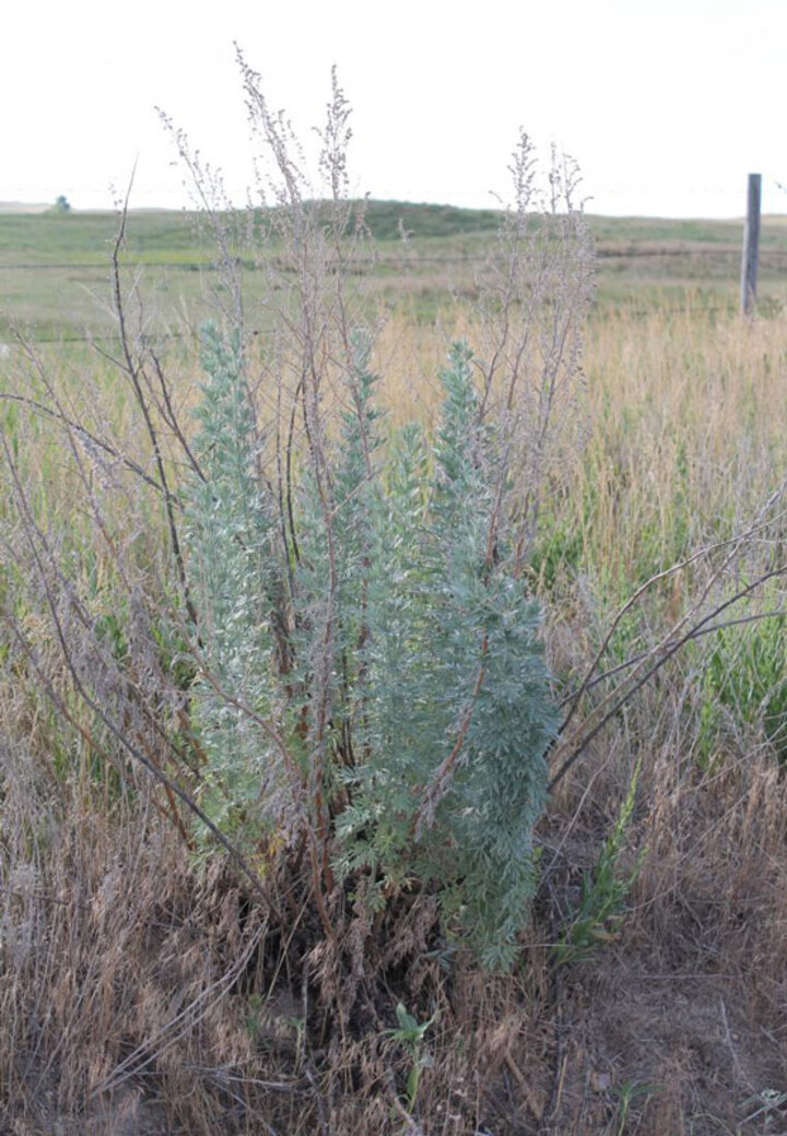 Absinth Wormwood Plant