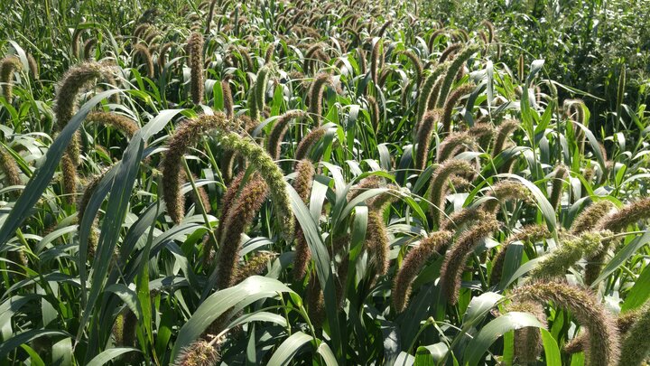 Annual forages.  Photo credit: Troy Walz