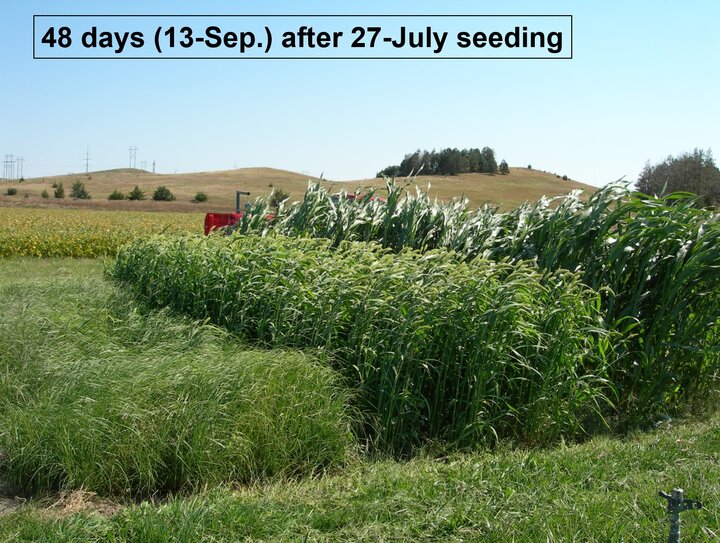 Annual forages