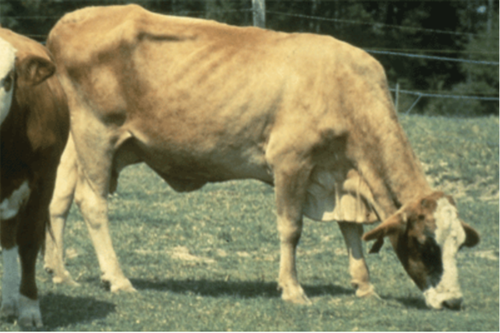 Cow in BCS 3