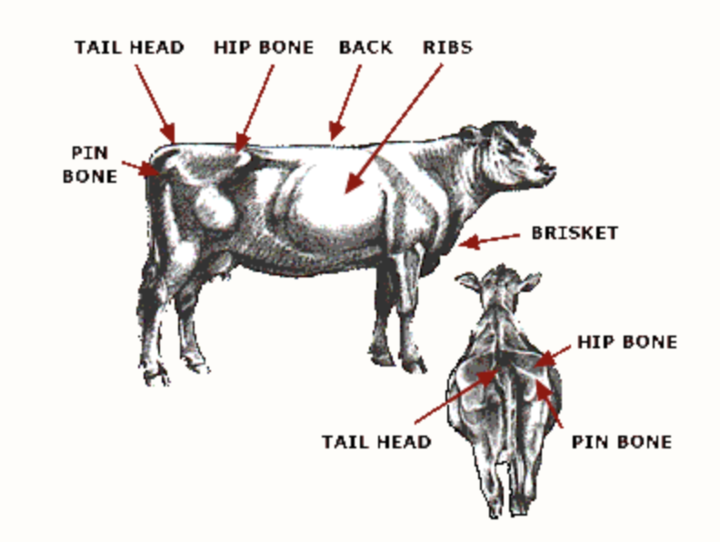 Anatomy of a cow for body condition scoring