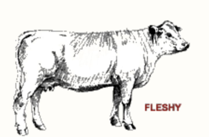 Illustration of fleshy BCS cow