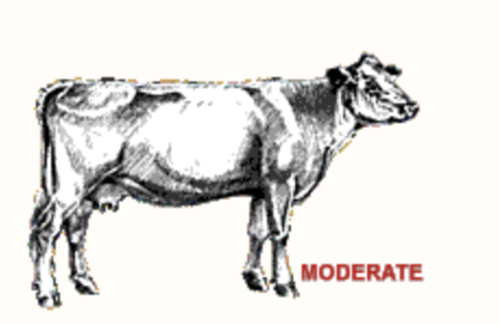 Illustration of a moderate BCS cow