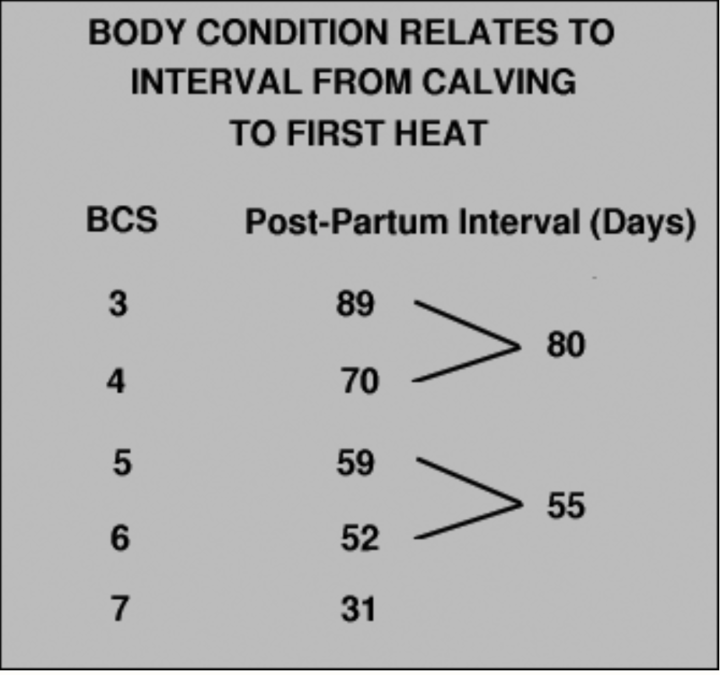 Table illustrating that a moderate body condition score results in a shorter post-partum interval. 