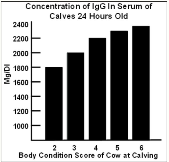 Table showing cows in better condition at calving have calves with a higher concentration of IgG serum.