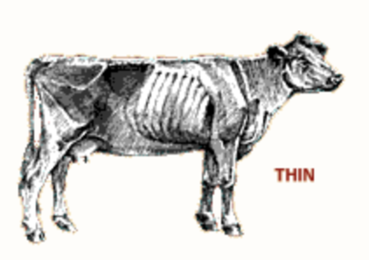 Illustration of a thin cow