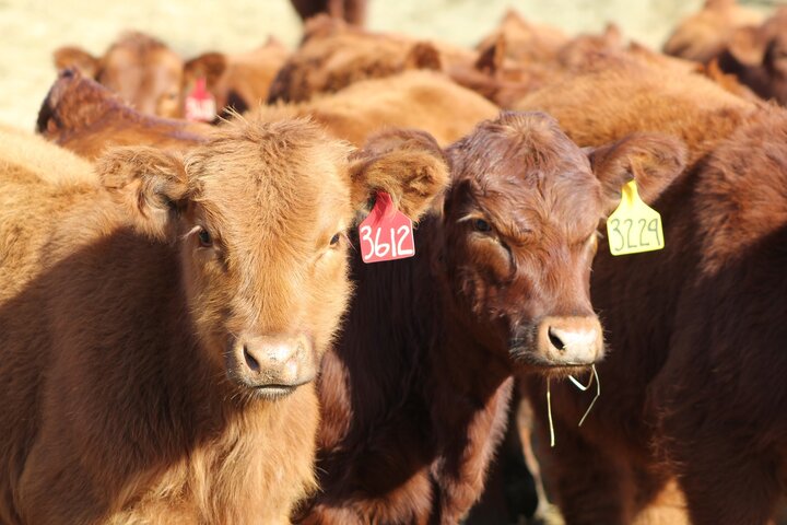 Backgrounded calves