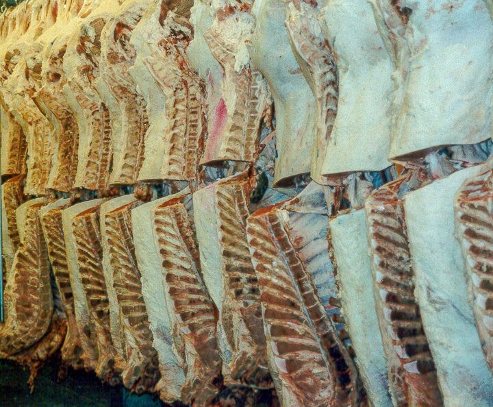 Beef carcasses