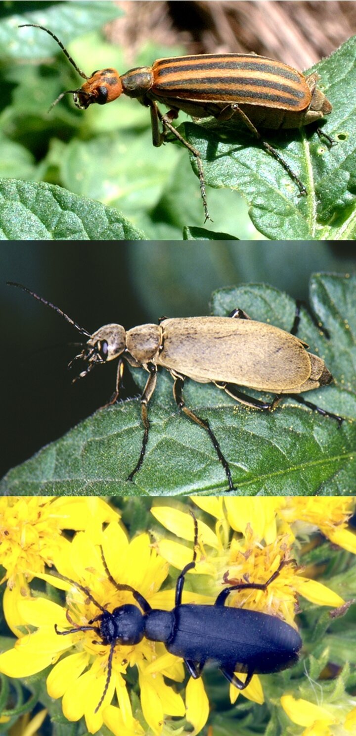 Blister beetles on plants