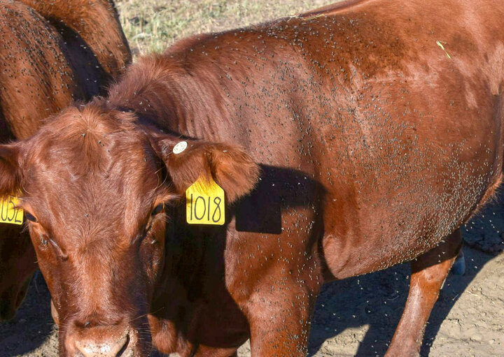 Horn flies on cow