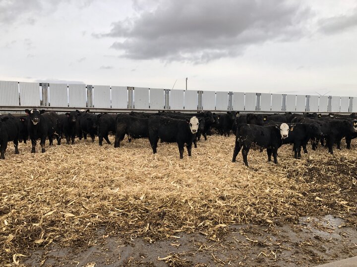 Cattle in bedded feedyard