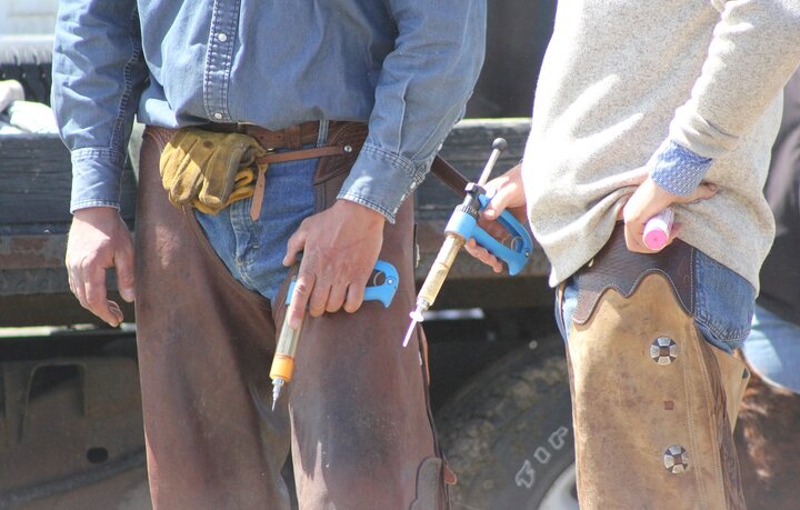 Vaccines ready to be given at a branding. Photo credit: Troy Walz