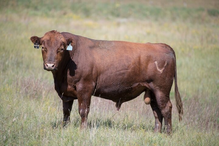 cow standing in field